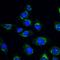 Hyaluronidase 1 antibody, orb137952, Biorbyt, Immunofluorescence image 