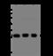 Calpain small subunit 1 antibody, 201966-T46, Sino Biological, Western Blot image 