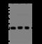 Calpain Small Subunit 1 antibody, 201966-T46, Sino Biological, Western Blot image 