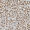 Contactin Associated Protein 1 antibody, NBP1-88183, Novus Biologicals, Immunohistochemistry frozen image 