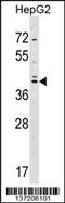 SRY-Box 7 antibody, 59-124, ProSci, Western Blot image 