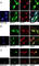 Golgi Associated, Gamma Adaptin Ear Containing, ARF Binding Protein 1 antibody, abx031582, Abbexa, Western Blot image 