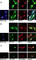 ADP-ribosylation factor-binding protein GGA1 antibody, abx031582, Abbexa, Western Blot image 