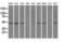 Interleukin Enhancer Binding Factor 2 antibody, LS-C797125, Lifespan Biosciences, Western Blot image 