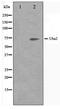 SUMO-activating enzyme subunit 2 antibody, TA347502, Origene, Western Blot image 