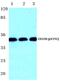 Fc Fragment Of IgG Receptor IIb antibody, PA5-36794, Invitrogen Antibodies, Western Blot image 
