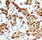 Ribosomal Protein S6 Kinase A1 antibody, LS-C335833, Lifespan Biosciences, Immunohistochemistry frozen image 