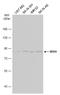 Serine/threonine-protein kinase Nek4 antibody, GTX102826, GeneTex, Western Blot image 