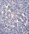 Sestrin 3 antibody, PA5-71710, Invitrogen Antibodies, Immunohistochemistry paraffin image 
