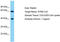 Dynein Cytoplasmic 1 Light Intermediate Chain 2 antibody, TA331324, Origene, Western Blot image 