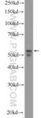 Neuronal Differentiation 4 antibody, 14610-1-AP, Proteintech Group, Western Blot image 