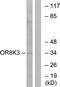Olfactory Receptor Family 8 Subfamily K Member 3 (Gene/Pseudogene) antibody, LS-C199362, Lifespan Biosciences, Western Blot image 