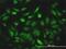 Nuclear receptor coactivator 4 antibody, H00008031-M01, Novus Biologicals, Immunofluorescence image 