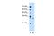 Syndecan Binding Protein antibody, PA5-42592, Invitrogen Antibodies, Western Blot image 