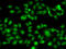 Nuclear Receptor Subfamily 2 Group C Member 1 antibody, 22-398, ProSci, Immunofluorescence image 