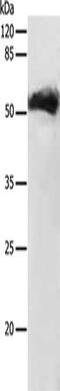 Growth Differentiation Factor 9 antibody, CSB-PA971102, Cusabio, Western Blot image 