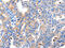 Mitogen-Activated Protein Kinase 10 antibody, CSB-PA950615, Cusabio, Immunohistochemistry paraffin image 