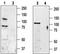 Transient Receptor Potential Cation Channel Subfamily V Member 3 antibody, TA328654, Origene, Western Blot image 