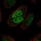 MutS Homolog 2 antibody, HPA066845, Atlas Antibodies, Immunofluorescence image 