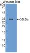 Krox-20 antibody, LS-C374134, Lifespan Biosciences, Western Blot image 