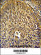 Eukaryotic Translation Initiation Factor 3 Subunit G antibody, 61-891, ProSci, Immunohistochemistry frozen image 