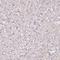 Tetraspanin 8 antibody, HPA044337, Atlas Antibodies, Immunohistochemistry paraffin image 