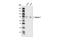 Calpain 1 antibody, 2556S, Cell Signaling Technology, Western Blot image 