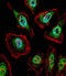 Transcription Factor Binding To IGHM Enhancer 3 antibody, abx030197, Abbexa, Immunofluorescence image 