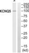 Potassium Voltage-Gated Channel Subfamily Q Member 5 antibody, abx014734, Abbexa, Western Blot image 