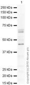 Growth Hormone Releasing Hormone Receptor antibody, ab28692, Abcam, Western Blot image 