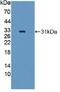 Quiescin Sulfhydryl Oxidase 1 antibody, abx129425, Abbexa, Western Blot image 