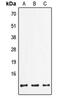 FXYD Domain Containing Ion Transport Regulator 2 antibody, GTX17440, GeneTex, Western Blot image 