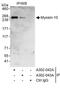 Myosin Heavy Chain 10 antibody, A302-043A, Bethyl Labs, Immunoprecipitation image 