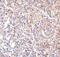 Lymphocyte Antigen 96 antibody, M02107, Boster Biological Technology, Immunohistochemistry paraffin image 