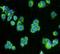 Cell Division Cycle 37 antibody, orb215040, Biorbyt, Immunofluorescence image 