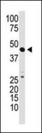 Growth Differentiation Factor 3 antibody, PA5-11933, Invitrogen Antibodies, Western Blot image 