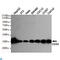 Caudal Type Homeobox 2 antibody, LS-C812917, Lifespan Biosciences, Western Blot image 