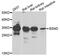 Barttin CLCNK Type Accessory Beta Subunit antibody, PA5-76255, Invitrogen Antibodies, Western Blot image 