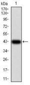 Mitogen-Activated Protein Kinase Kinase 3 antibody, NBP2-52508, Novus Biologicals, Western Blot image 