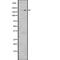 LDL Receptor Related Protein 6 antibody, PA5-67519, Invitrogen Antibodies, Western Blot image 