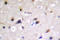 Dihydropyrimidinase Like 2 antibody, LS-C177337, Lifespan Biosciences, Immunohistochemistry frozen image 