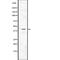Actin Alpha Cardiac Muscle 1 antibody, abx146545, Abbexa, Western Blot image 