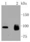 Kinesin-like protein KIF23 antibody, NBP2-67446, Novus Biologicals, Western Blot image 