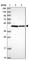 NSFL1 Cofactor antibody, HPA050628, Atlas Antibodies, Western Blot image 