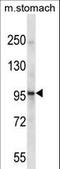 Ephrin type-A receptor 1 antibody, LS-C164372, Lifespan Biosciences, Western Blot image 