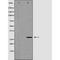 Olfactory Receptor Family 10 Subfamily H Member 3 antibody, orb229714, Biorbyt, Western Blot image 