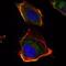 HAS1 antibody, MA5-15671, Invitrogen Antibodies, Immunofluorescence image 