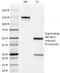 ERBB2 antibody, 33-123, ProSci, Western Blot image 