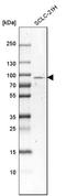 Sodium channel and clathrin linker 1 antibody, HPA036561, Atlas Antibodies, Western Blot image 