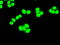 Cyclin-dependent kinase 5 antibody, GTX84696, GeneTex, Immunofluorescence image 